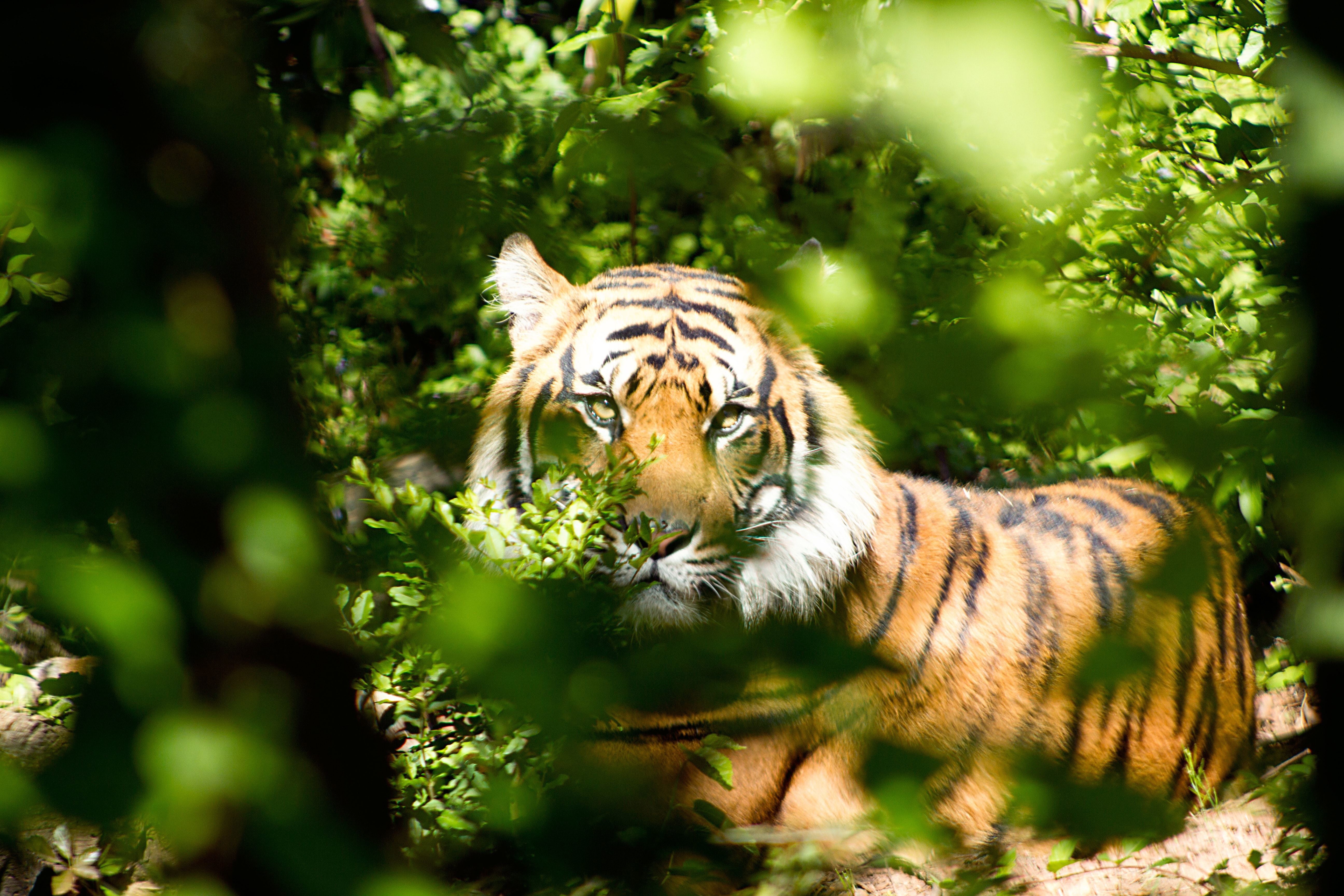 Sumatra Jungle Trek and Tiger Conservation Project 2023