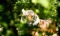 Sumatra Jungle Trek and Tiger Conservation Project 2023