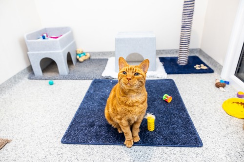 ginger cat sitting on square of navy blue carpet