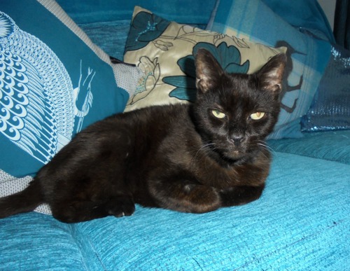 black cat lying on blue sofa