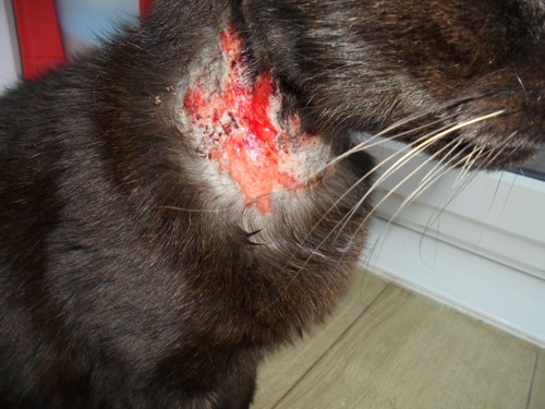 open wound on the neck of a black cat