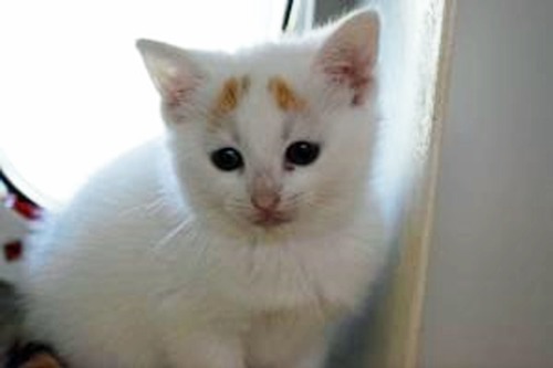 white kitten with ginger eyebrow markings