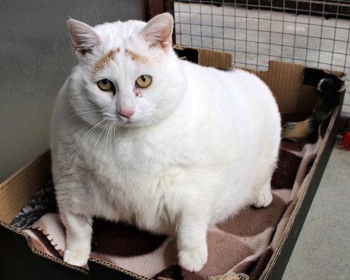 obese white cat with ginger eyebrow markings sat in cardboard box with brown patterned blanket