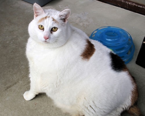 obese white cat with ginger markings on back sitting next to blue cat feeder toy