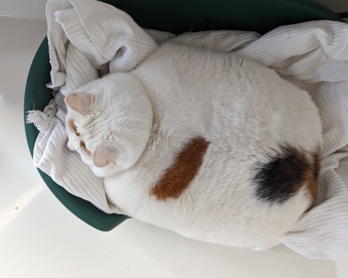 top view of obese white cat with ginger markings lying in cat bed