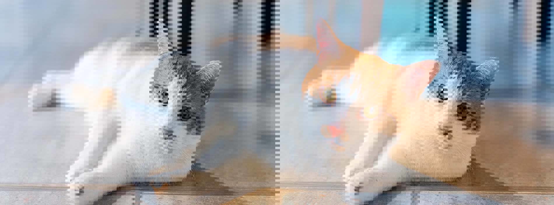 Feline Parvovirus