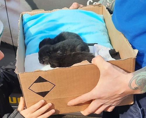 three newborn black kitten sitting on blankets inside cardboard box being held by person in blue top