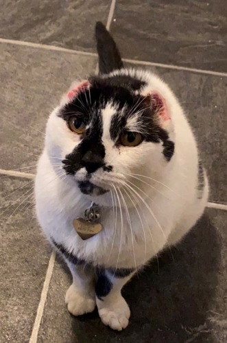 black-and-white cat with ears missing sitting on grey tiled floor