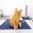 cats-protection-cat-in-pen.jpg