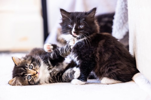 black-and-white kitten standing next to brown-and-white tabby kitten lying down