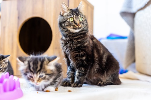 brown tabby cat standing next to brown-and-white tabby kitten