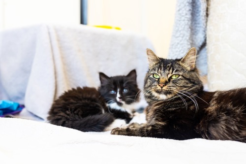 brown tabby cat lying next to black-and-white kitten