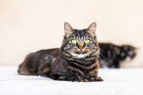 brown tabby cat with green eyes lying on white blanket