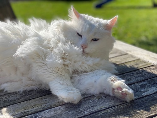 long-haired white cat lying on wooden table outdoors