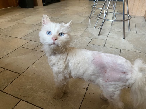 long-haired white cat with fur shaved off