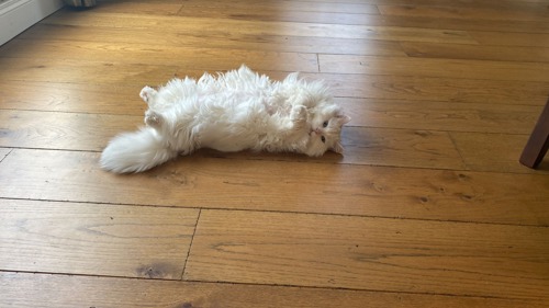 long-haired white cat lying on its back on wooden floor
