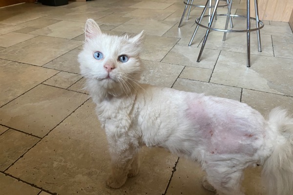 Albert finds new home after much-needed shave