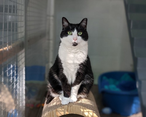 black-and-white cat sat on horizontal scratching post