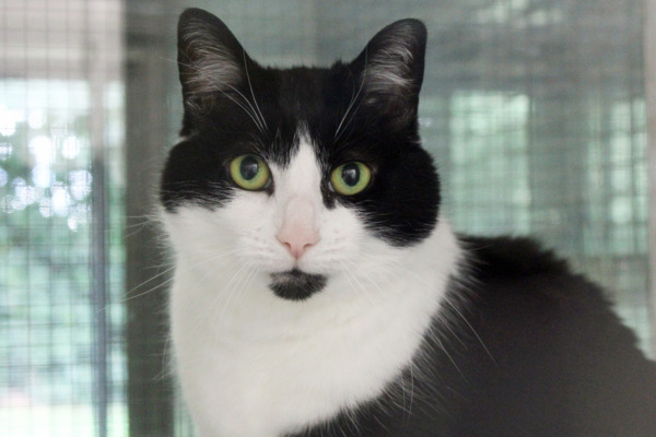 Sassy Seren needs understanding owner after long stay in care