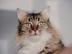 Fluffy cat looking at camera