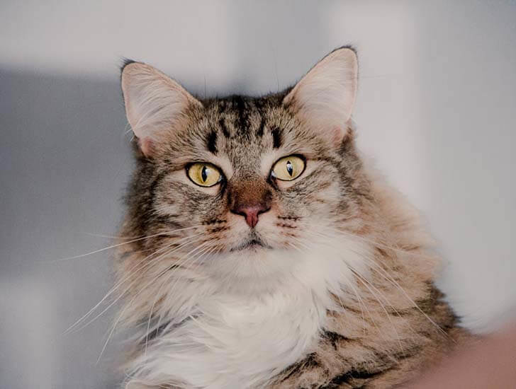 Thinking about giving up a cat Cats Protection