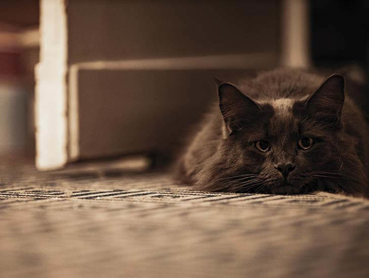 Thinking about giving up a cat Cats Protection