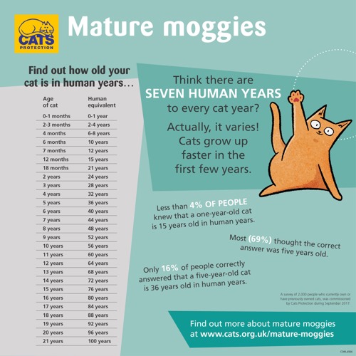 Mature moggies Cats Protection infographic showing how old your cat is in human years