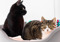 One black cat and one tabby-and-white cat in a grey cat bed