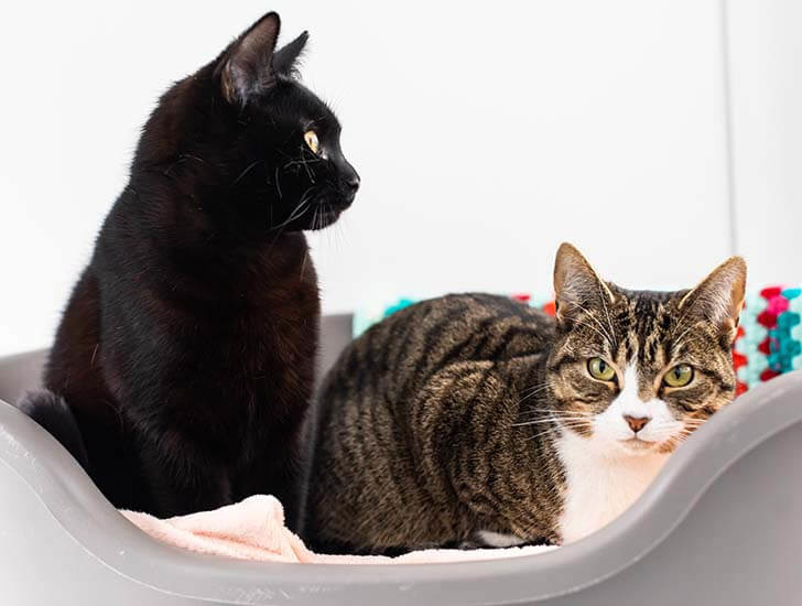 Curated visual reference: Visual Reference: Introducing Cats Kittens Help Advice