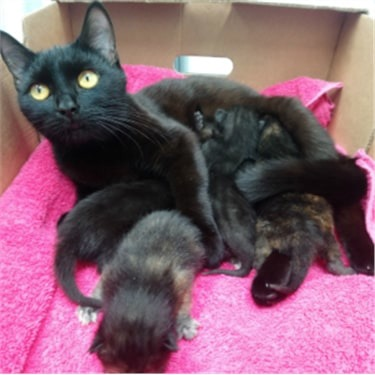 Black cat with kittens found in a mushroom box