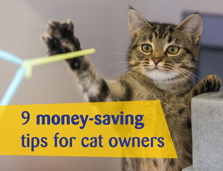 Cats Protection UK’s Largest Cat Welfare Charity