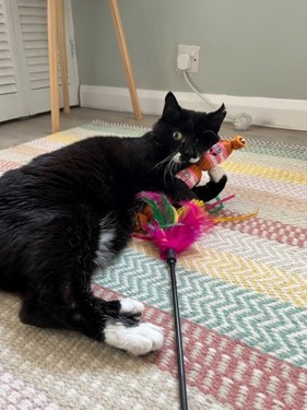black-and-white cat playing with feathery fishing rod toy