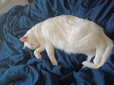 white cat lying on blue bed sheets