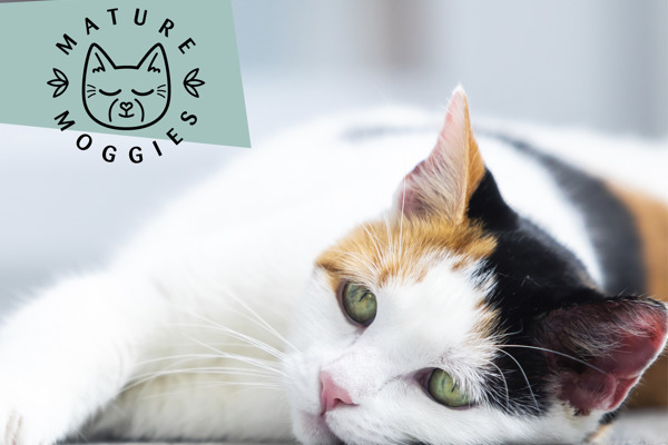 Why you should consider adopting an older cat