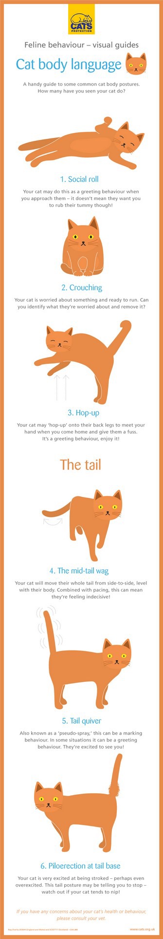 Cat Body Language Chart