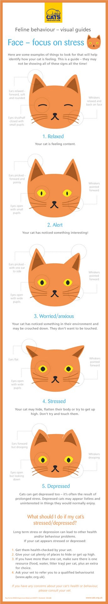 Cat Language Chart