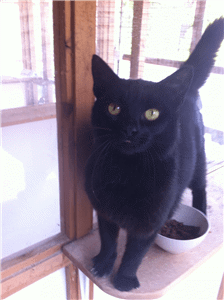 Freda black cat for adoption