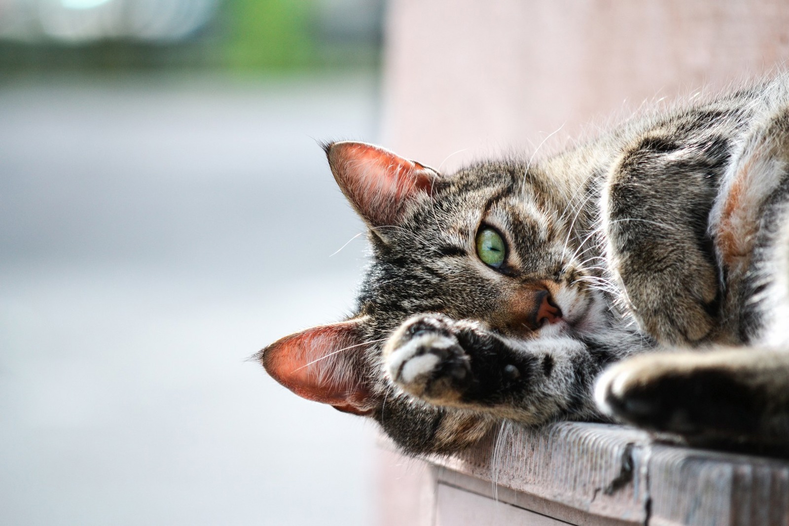Cats and Play Cat Behaviour Advice Cats Protection