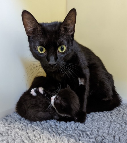 Black cat with black-and-white newborn kitten