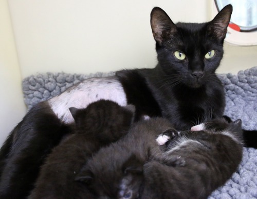 black cat with newborn black kittens