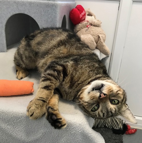 brown tabby cat lying upside down on grey blanket in front of grey cat hide