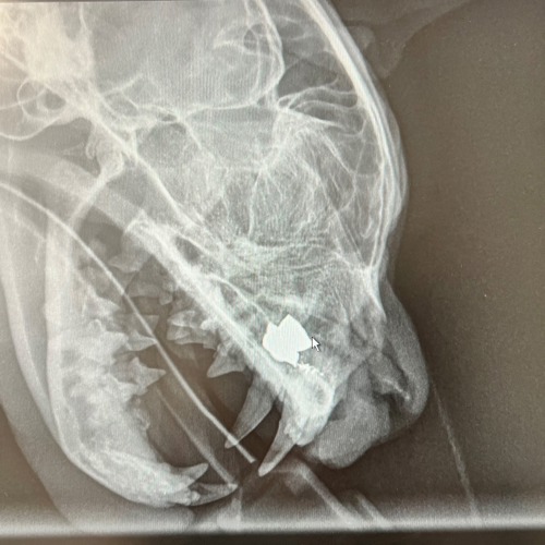 x-ray of cat head with air gun pellet behind nose