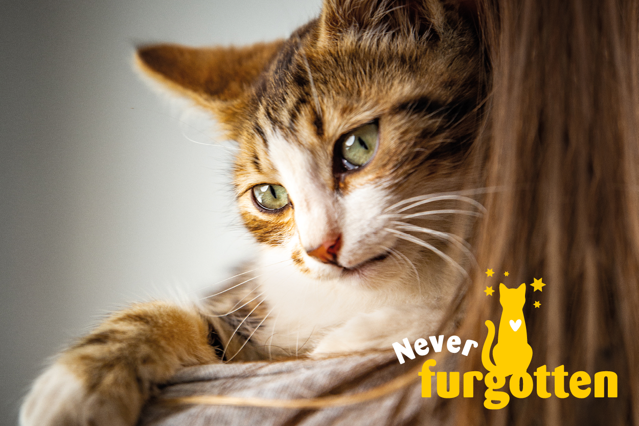 Donate to help cats I Never I Cats Protection