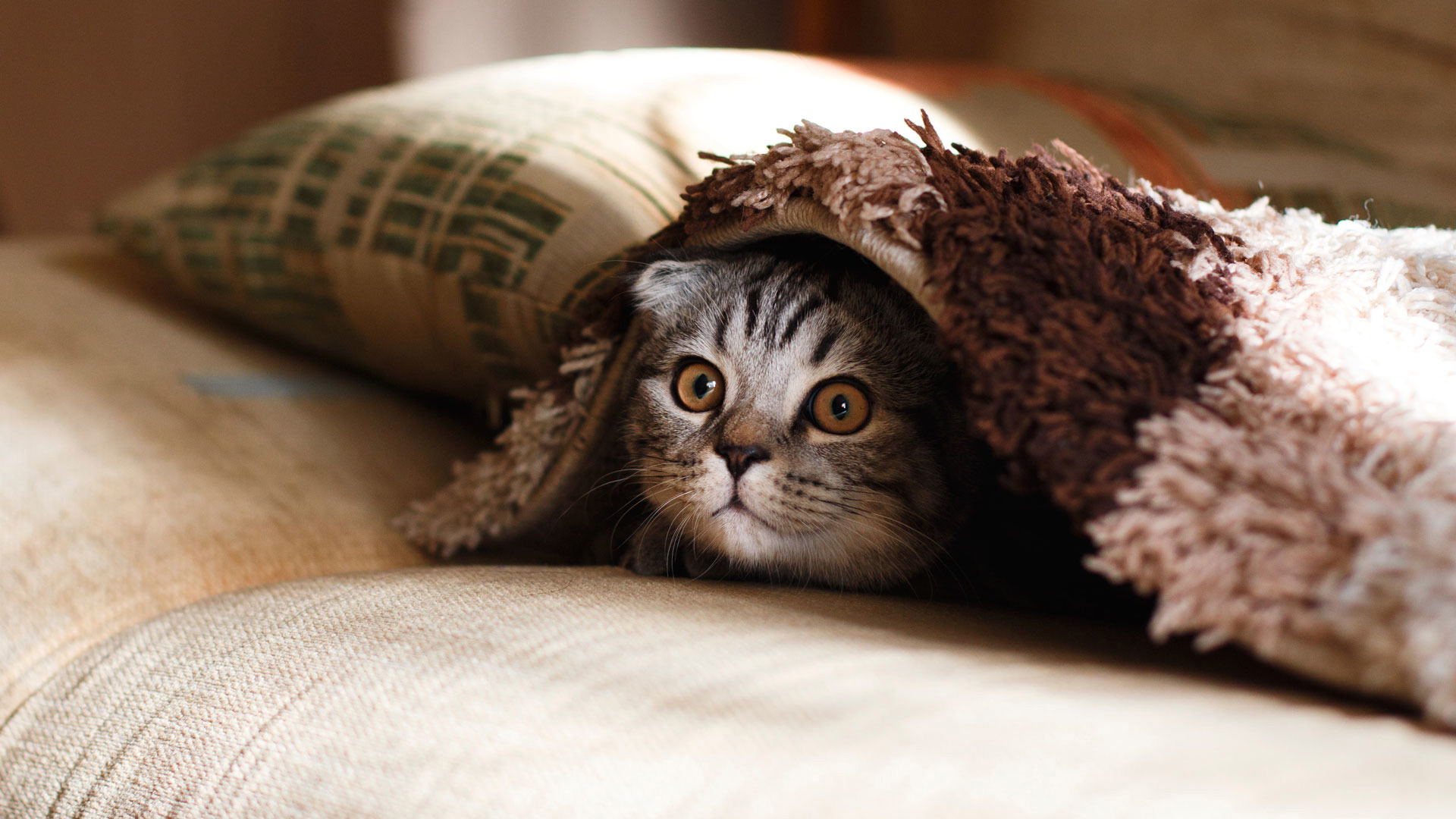 [Image: cats-hiding-adbox.jpg]