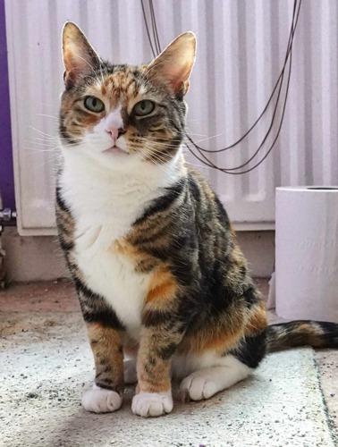 tabby-and-white cat