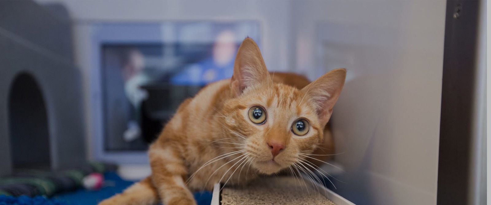 Cats Protection Preston and East Lancashire Branch