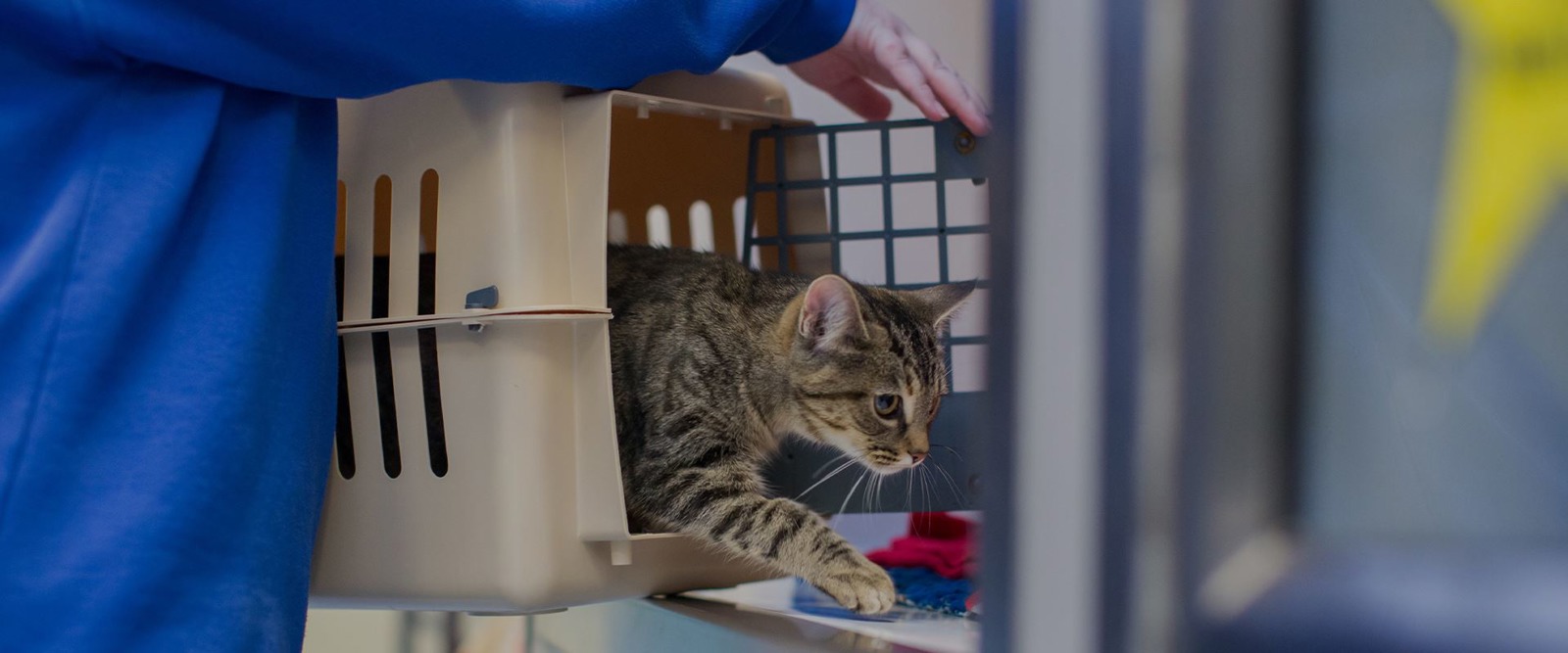 Can you give a cat a new home?