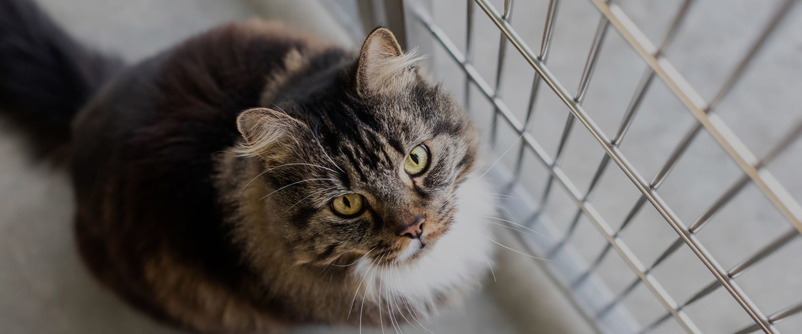 Cats Protection Calder Valley & District