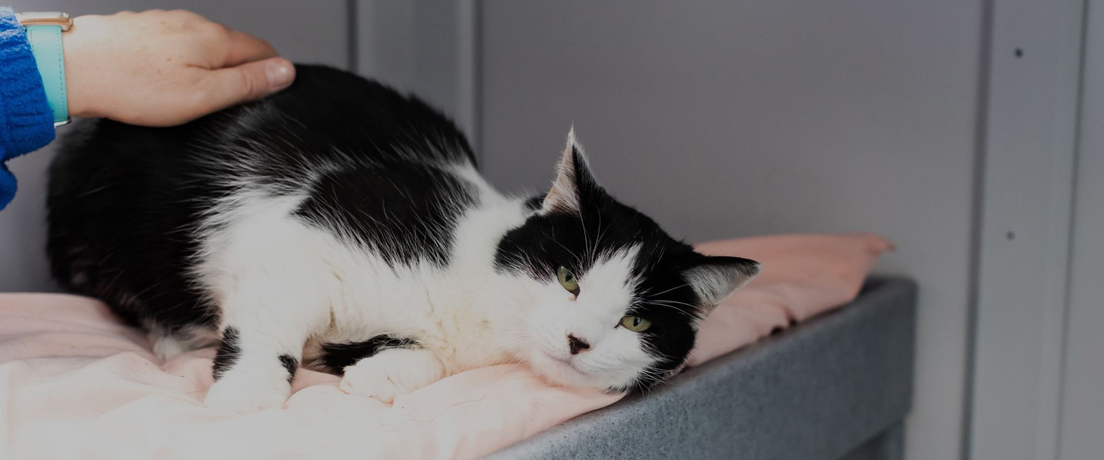 Cats Protection Burton-on-Trent Fundraising and Neutering Branch