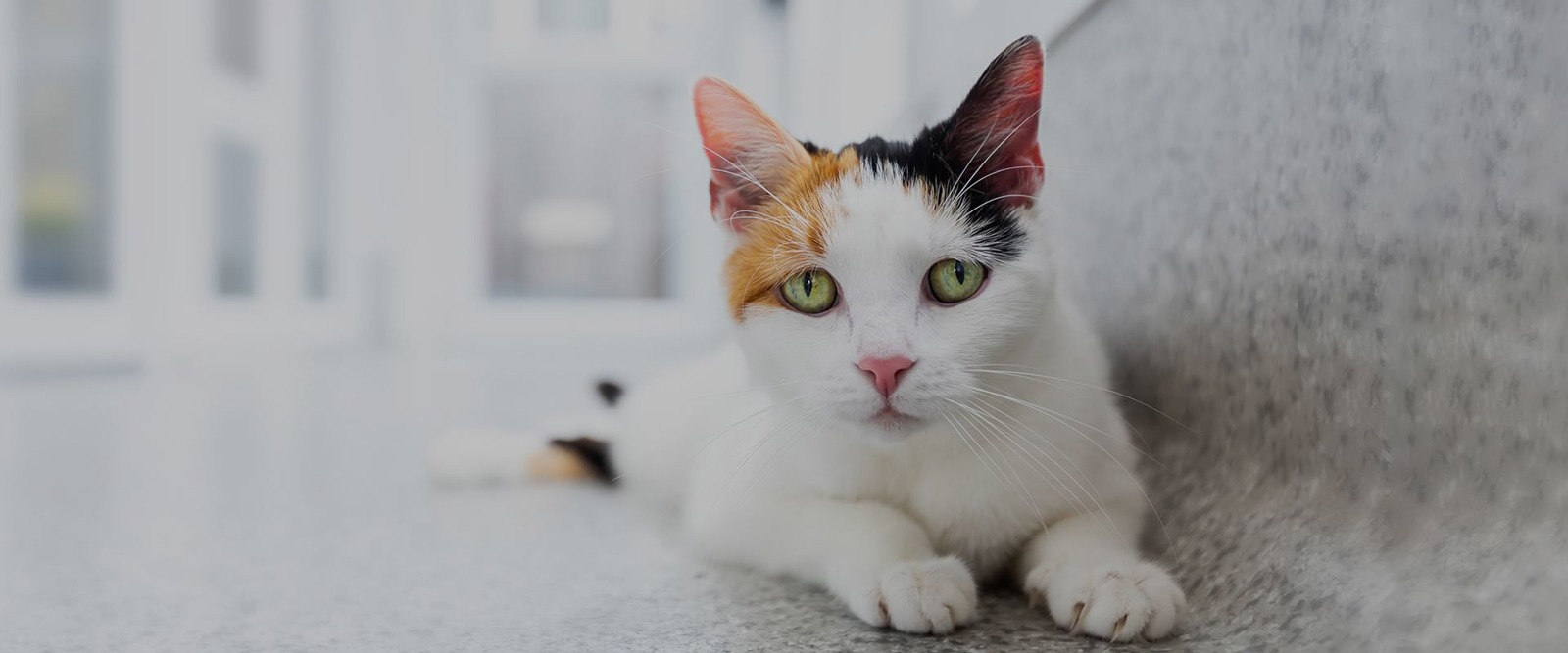 Cats Protection Sutton, Kingston & District Branch